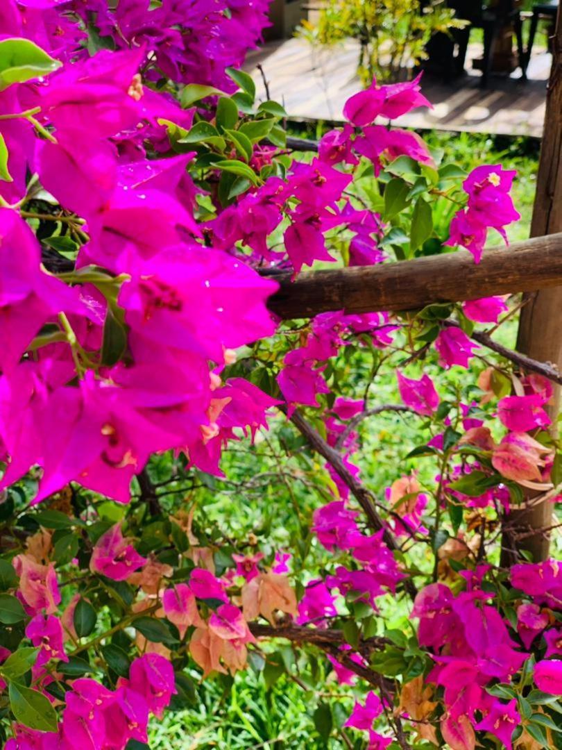 Jungle Breeze Home Stay Kasane Ngoại thất bức ảnh